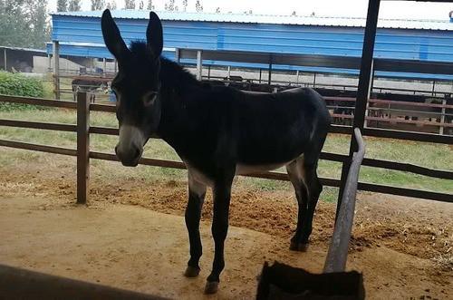 驴肉，驴皮都能卖钱，利润高，为啥农村养驴的少，养猪的却很多？