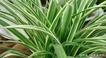  耐阴|5种植物耐阴又好养，生命力顽强，“养花杀手”也不用担心养死