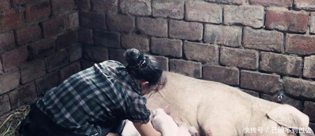 在农村，常有人会高价收购老母猪，他们买去干啥农民看完当心了