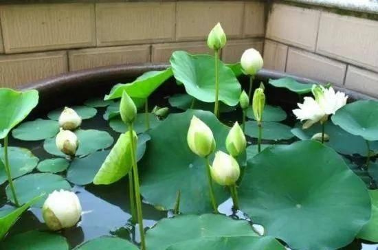  『名字』这3种花 明明开得如此美丽 却被名字给耽误了