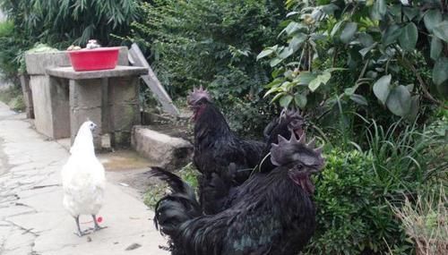  鸡粪■农村不能养鸡了？可农民养的鸡很受欢迎，怎么办？
