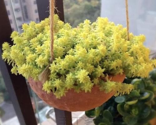 #种多肉植物#呆在家里太无聊？种植2棵“多肉”，80天后“爆盆”，繁殖一堆！
