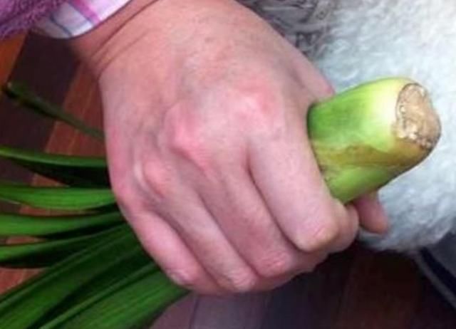  「发财树」这6种花，烂根先别扔，这样砍枝剥皮用水洗，15天长出新根侧芽