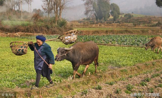 农民2018年土地确权后,有的人没有土地,他们的