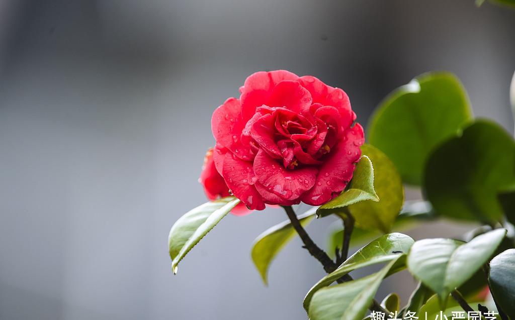 『酸水』给茶花喝三种“酸水”,植株生长旺盛,花朵快速绽开