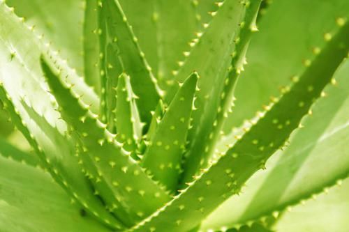 家里:家里最受欢迎的几种植物,简单易养活,放在客厅净化空气不占地方