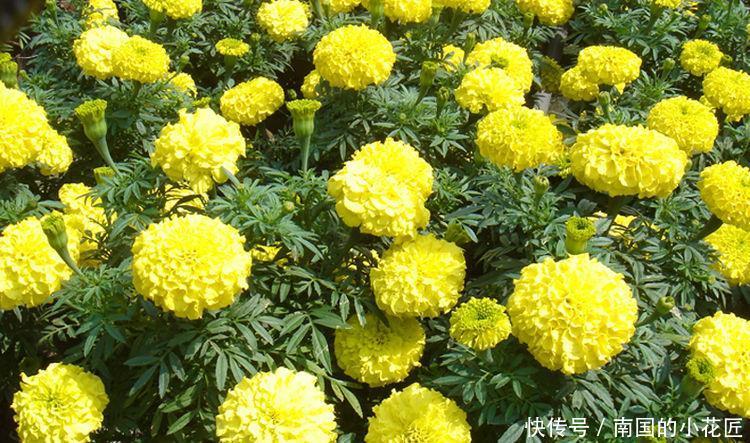  【金闪闪】新手养花，不如养5种花中精品，爆发力足，开花金闪闪，美极了