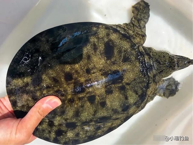  时间@甲鱼不会钓？选对时间，3种钓法及用饵，看完即会！