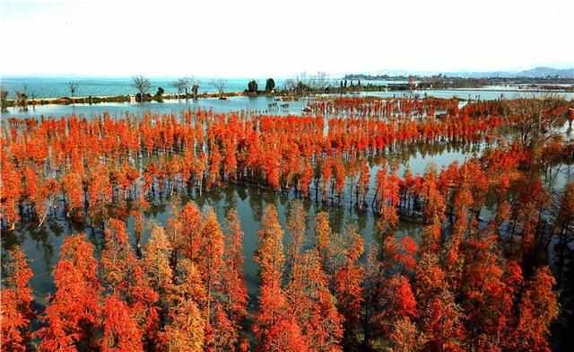 滇池畔“水上森林”红了