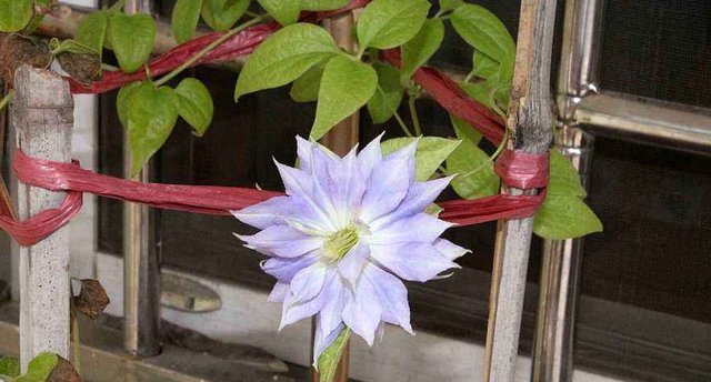  「枝条」“误打误撞”插了根枝条，如今居然开成紫色花瀑，阳台变了样！