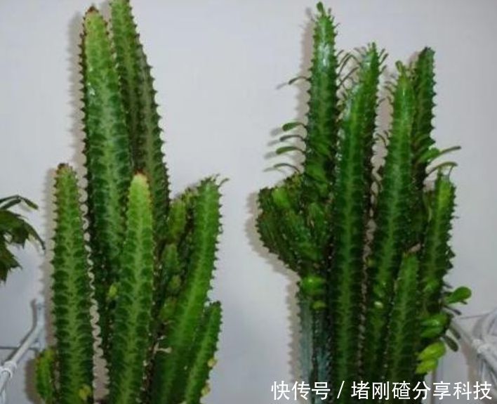 观赏价值■“4种花”是懒人的最爱,越懒养长得越好,给点阳光就爆盆!