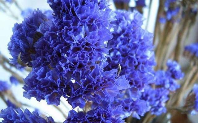  「旺盛」三步养花法！怎么种出长势旺盛的勿忘我？方法很简单！