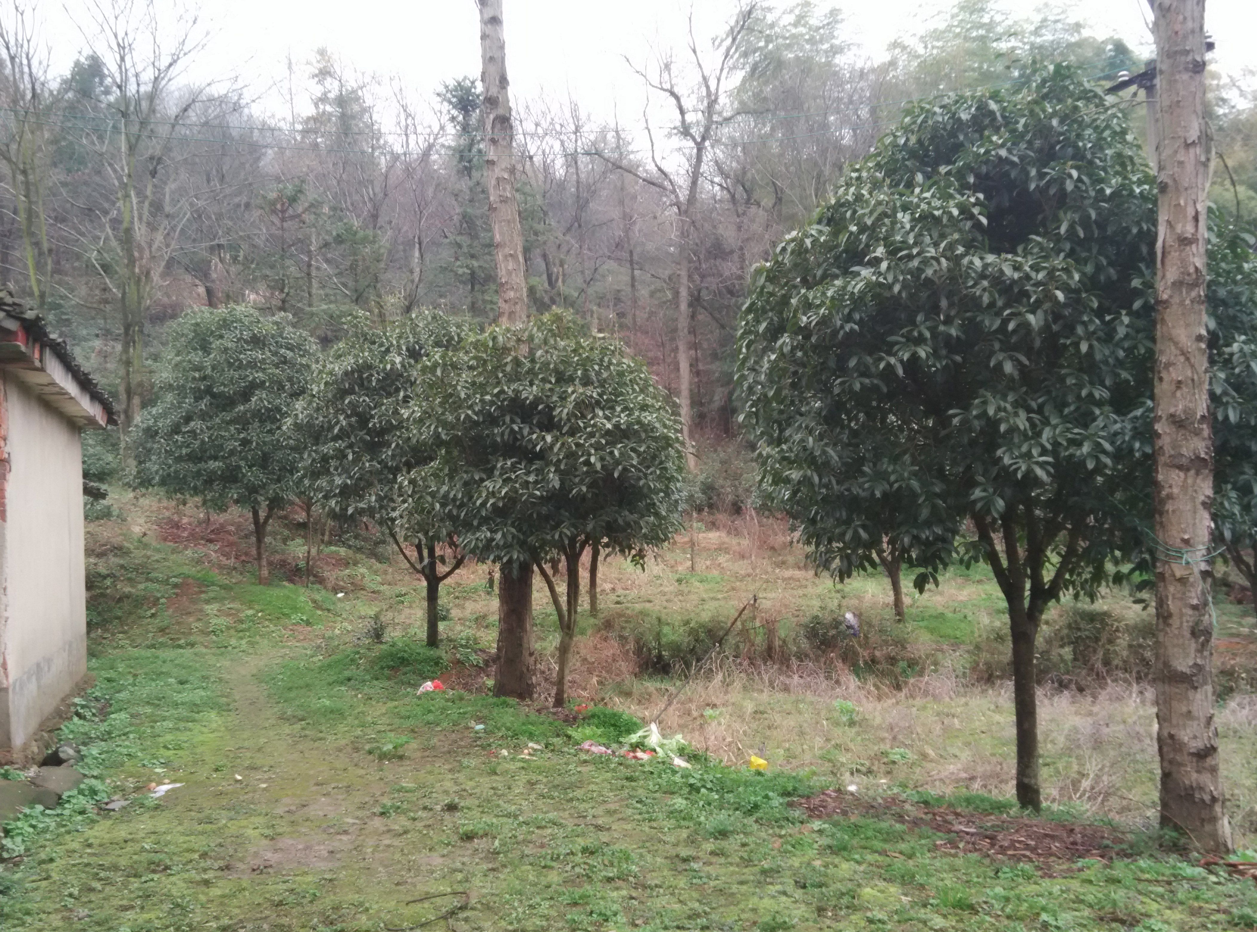 以前像这样的桂花树，很抢手，能卖四五千，现在都没有人收购了