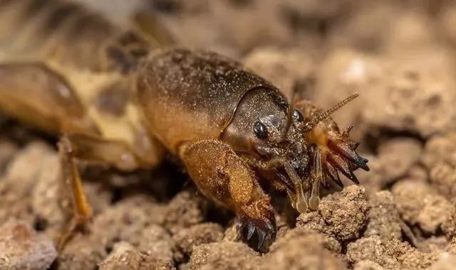  偏早|2020年立春偏早，小麦长势偏迟，早春该如何管理才能高产？