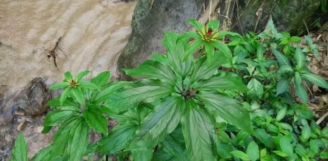  『七叶』人称“七叶莲”，蛇见到就怕，当今价值珍贵，若在竹林见到请珍惜