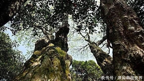  [树木]世界上最“孤独”的树，全世界仅中国有1棵