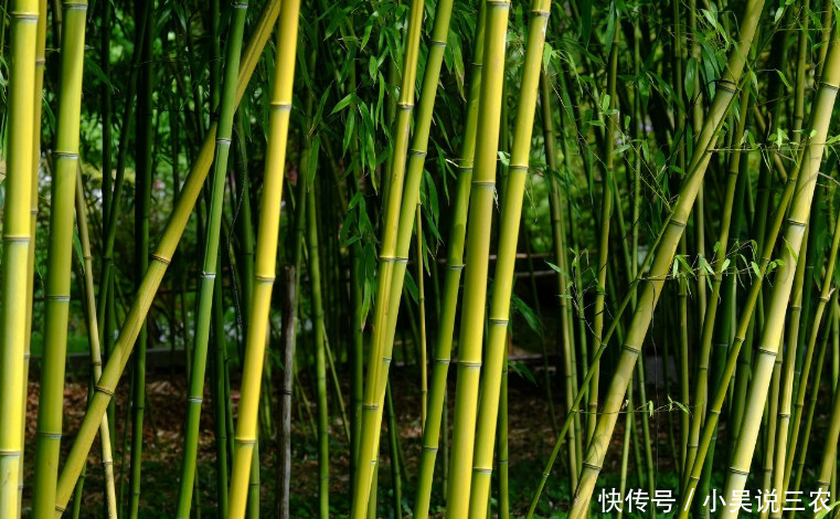 风衣竹食_和平精英黄金风衣图片(2)