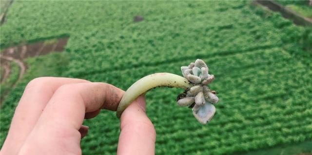  个头：多肉叶插有心叶插不长芽，无心丢叶叶爆头，1片叶子3个头！