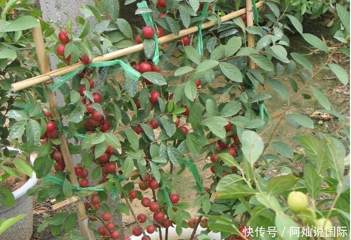 农村这种野果尤其值钱! 以前掉地上没人捡, 如今农民靠它“脱贫”