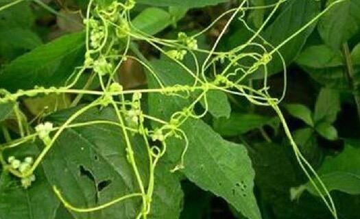 脸上出油长痘都是螨虫多，每晚抹点它轻松祛螨，可惜很少人知道