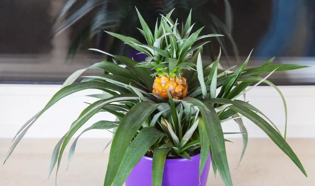  #好长#吃完的菠萝头别扔,种在花盆里,几个月后好长出大菠萝天天有的吃