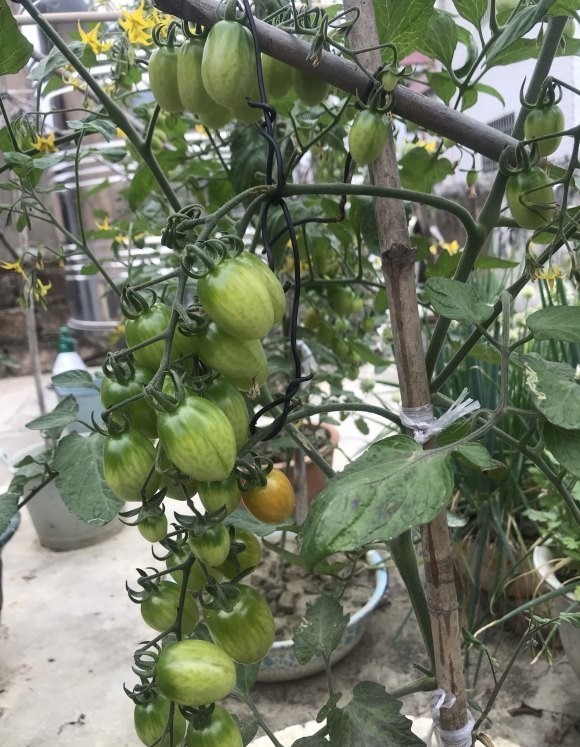 『阳台种菜』阳台千万别空着,撒点菜种子,自给自足,新鲜菜四季吃不完