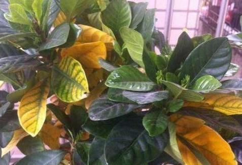  [油绿]栀子花老黄叶？3种“情况”，3种方法解决，油绿可人，花满枝
