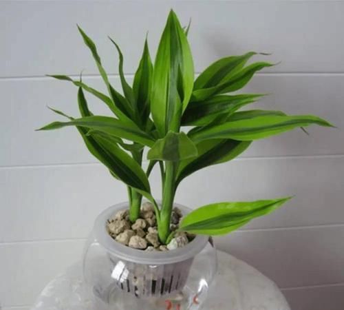 铜钱草■这4种植物,没有土也能长得很好
