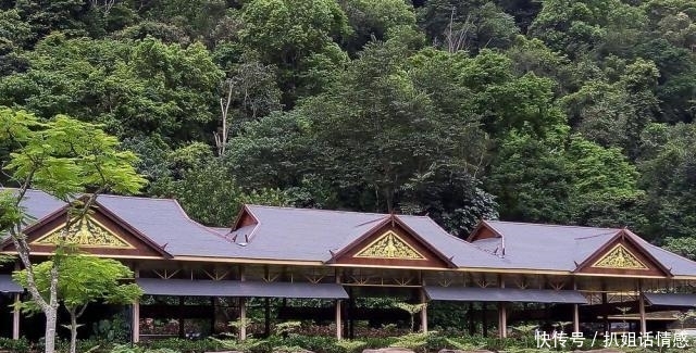 在西双版纳的野象谷,我没有看到野象,却看到了濒临灭绝的危险