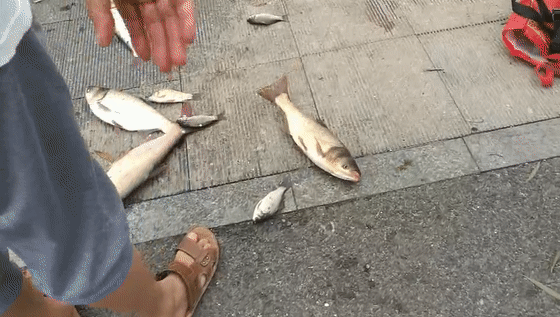  「惊现」奇闻！小清河惊现“鱼山鱼海”“万鱼奔腾”场面