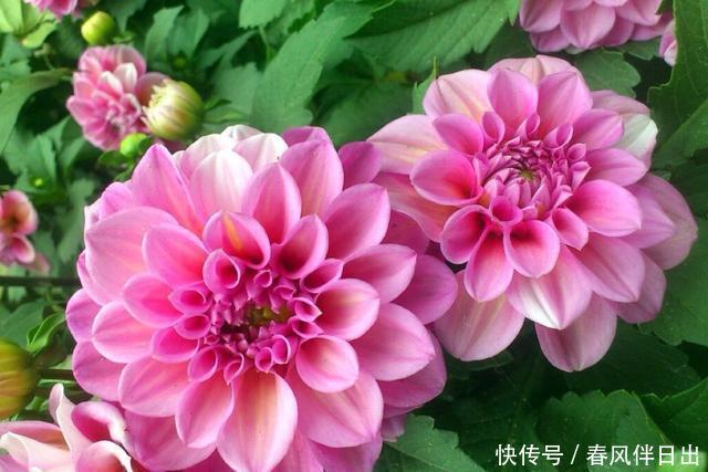  种能@养花就养种能爆盆的，开花量大颜色漂亮，家里养一盆，养出小花园