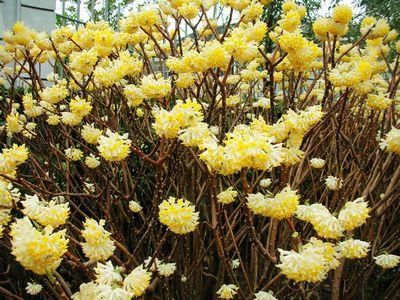  #古老#1种古老花卉，开花漂亮，花香浓郁，传言枝条打个结能实现愿望