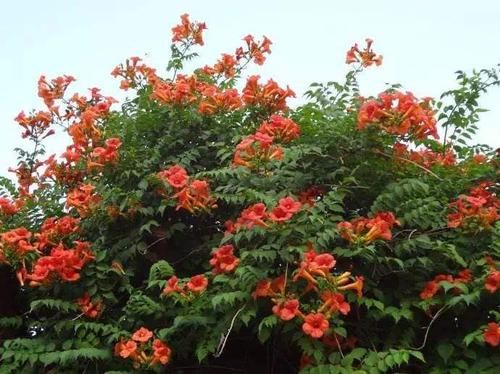  「枝条」凌霄花可以水培繁殖吗？怎么样？