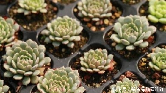  定要注意■如何养好多肉纸风车盆栽？4方面做到''适中''，植株状态贼好