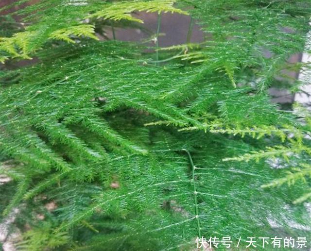 得摸|文竹不能总“苦养”,这4个“窍门”得摸通,才能绿油油、叶不黄