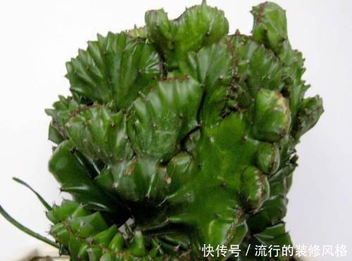「灵性」在家多栽4种“灵性花卉”,颜值高寓意好,家里放1盆利于健康