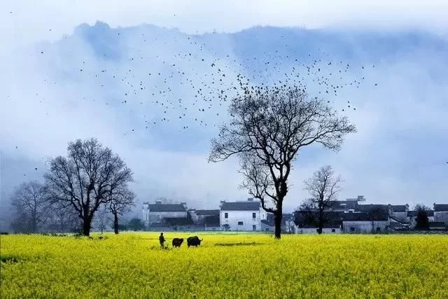 中国最美的油菜花海,油菜花逐渐“染黄”了神州大地