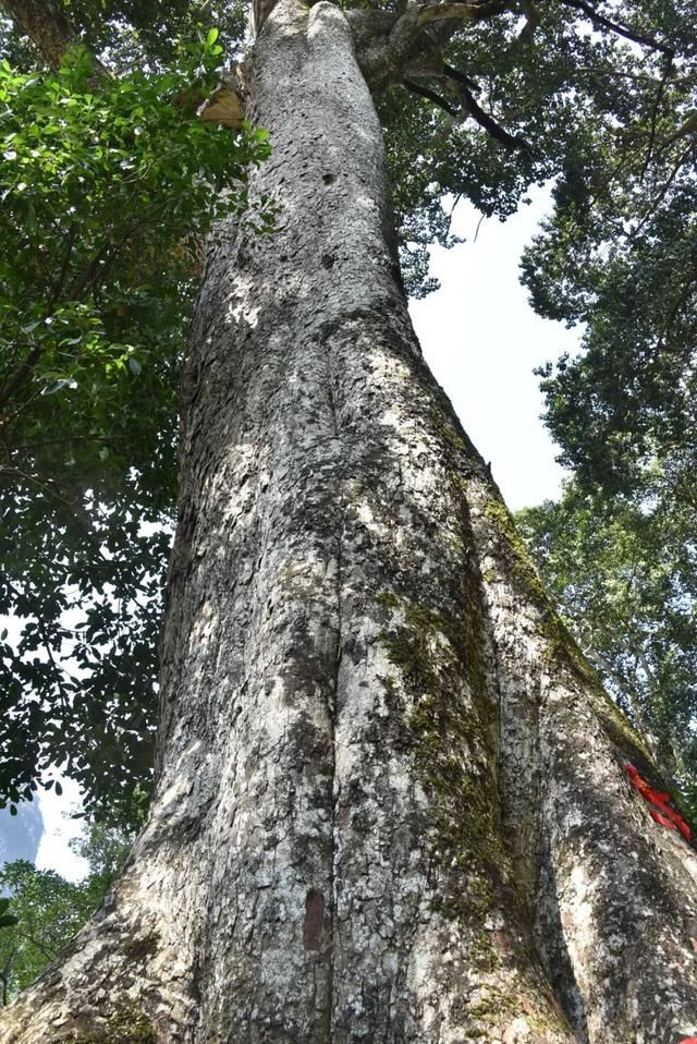 寻访一棵来自战国的古树