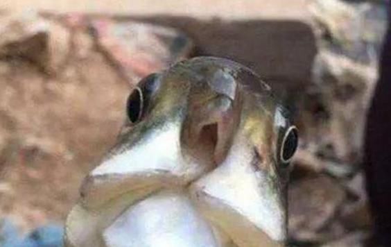  看清：老汉湖中钓鱼，意外钓到一条奇怪的鱼，仔细看清后不淡定了