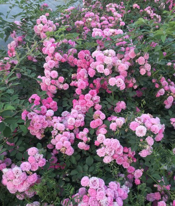  『野蔷薇』种棵“ 玫瑰蔷薇”，爆开10000朵，开成“花房”，四邻八舍都来看