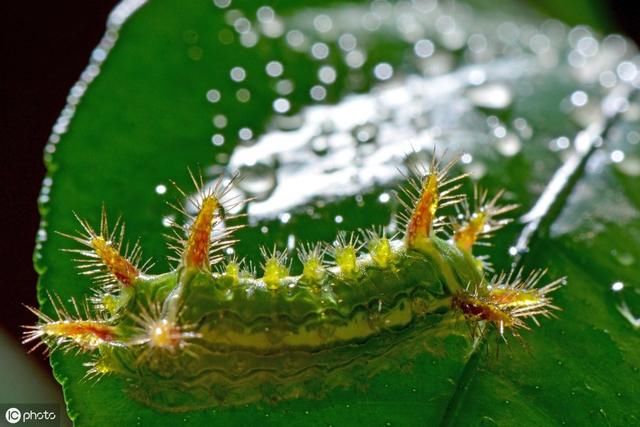 在农村被“洋辣子”蛰了怎么办？老农：不要着急，解药就在它身上