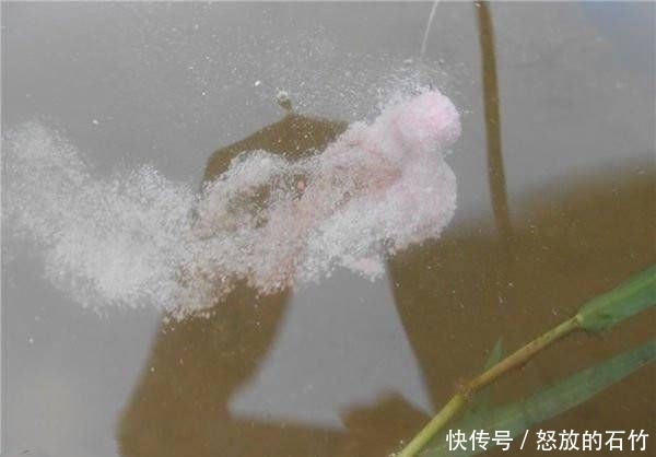  『用饵』野钓鲤鱼，用饵和调漂很关键，掌握这些硬核细节，不怕没渔获