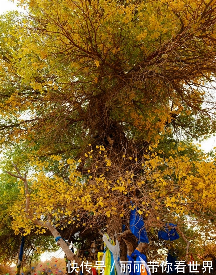 额济纳最牛的树，胡杨林的标志和形象，秋天叶子特别漂亮