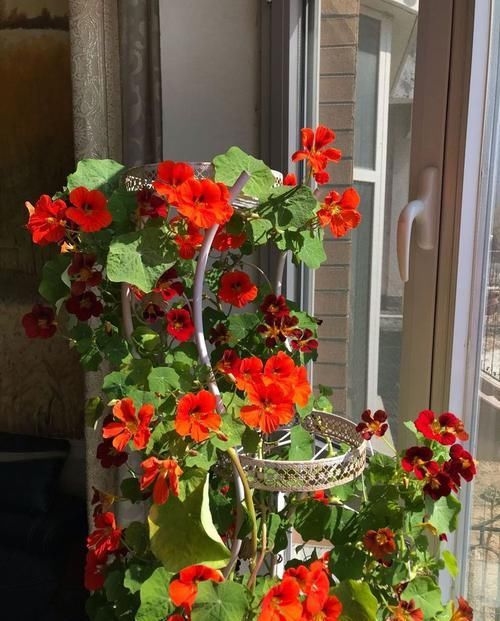  『芳香』这4款花花，丢到阳台，四季开花，开花芳香四溢，香飘溢满屋