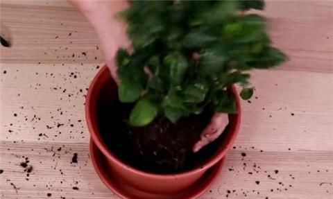  #正确#栀子花正确上盆，叶片油亮翠绿，花开多多！