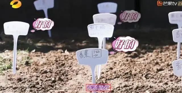  「蔬菜」明星都开始在家种菜了，你心动了吗？