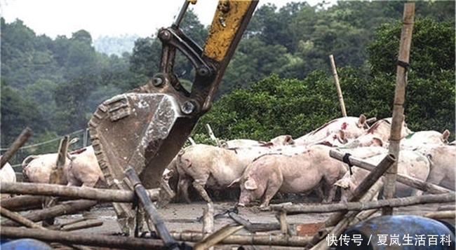  「养殖场」2019农村禁养新政策：这些区域禁止建设养殖场，农民