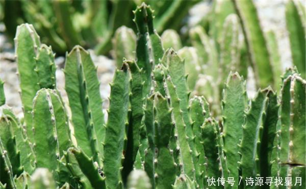  「漂亮」这几种多肉有毒！虽然漂亮 但家里有孩子的话最好还是不要养殖了