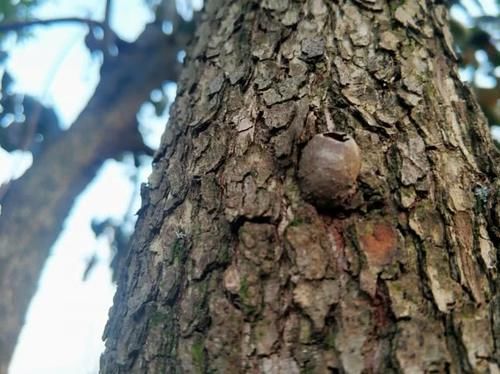  辣子■农村树上这种“破罐子”，收购价一斤200元，是真的还是骗