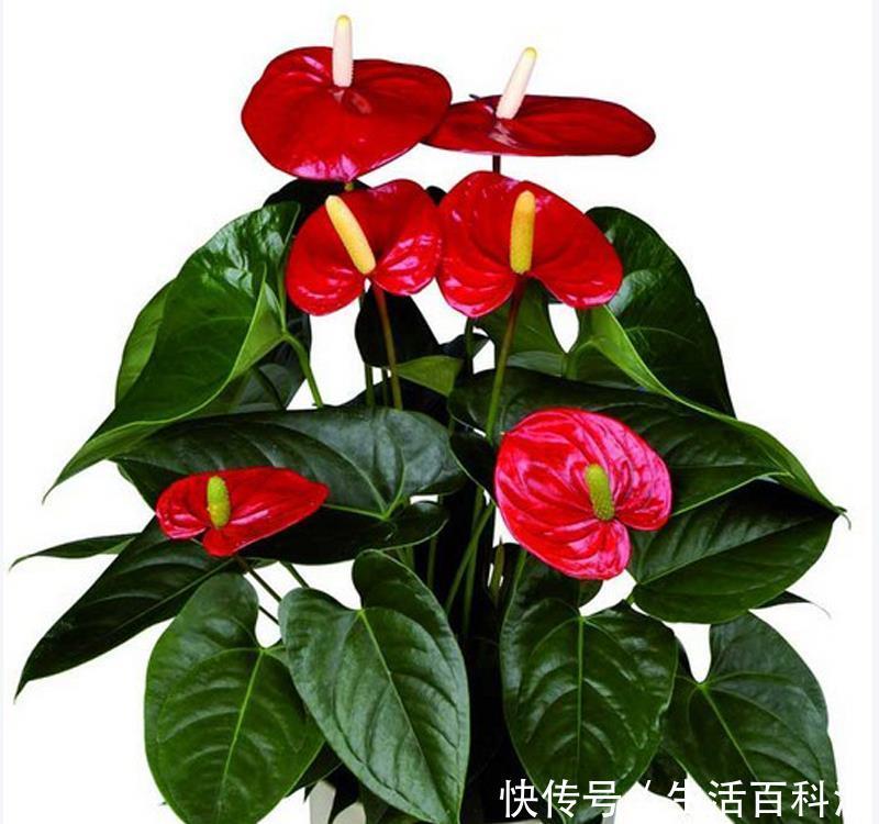 适合:有一种花卉,花开艳丽,花期长,开花量繁多,适合在室内盆栽养护